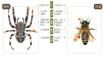 蜘蛛出現 原因|蛛事吉祥——家中常見蜘蛛篇